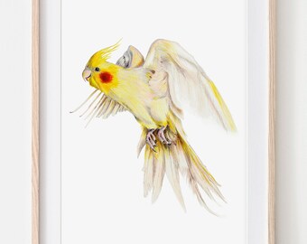 Cockatiel portrait drawing fine art print, giclée print, illustration poster Janine Sommer animal drawing bird drawing