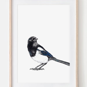 Magpie portrait drawing fine art print, giclée print, illustration poster Janine Sommer animal drawing bird drawing garden birds image 1