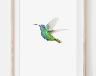 Hummingbird portrait drawing fine art print, giclée print, illustration poster Janine Sommer animal drawing bird drawing