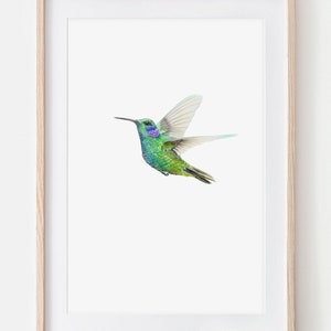 Kolibri Porträt Zeichnung Fine Art Print, Giclée Print, Illustration Poster Janine Sommer Tierzeichnung Vogelzeichnung Bild 1