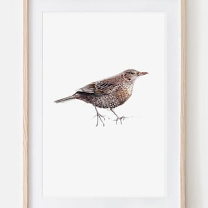 Amsel Porträt Zeichnung Fine Art Print, Giclée Print, Illustration Poster Janine Sommer Tierzeichnung Vogelzeichnung Gartenvögel Bild 1