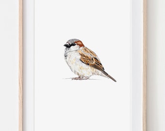 Spatz  Poster Porträt Zeichnung Fine Art Print, Giclée Print, Illustration Poster Janine Sommer Tierzeichnung  Vogelzeichnung Gartenvögel