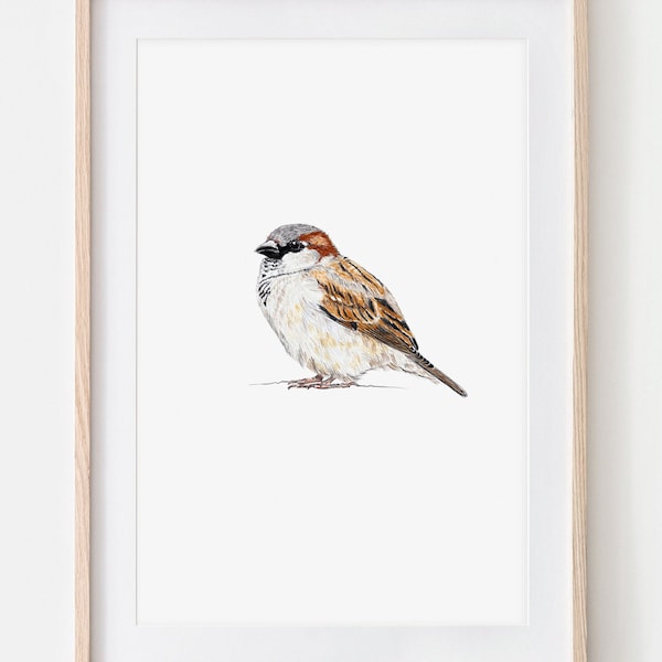 Sparrow Poster Portrait Drawing Fine Art Print, Giclée Print, Illustration Poster Janine Sommer Animal Drawing Bird Drawing Garden Birds