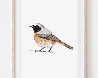 Redstart, portrait drawing fine art print, giclée print, illustration poster Janine Sommer animal drawing bird drawing birds