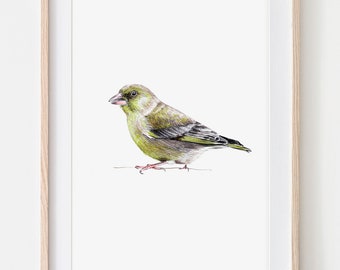 Grünfink, Porträt Zeichnung Fine Art Print, Giclée Print, Illustration Poster Janine Sommer Tierzeichnung  Vogelzeichnung Vögel