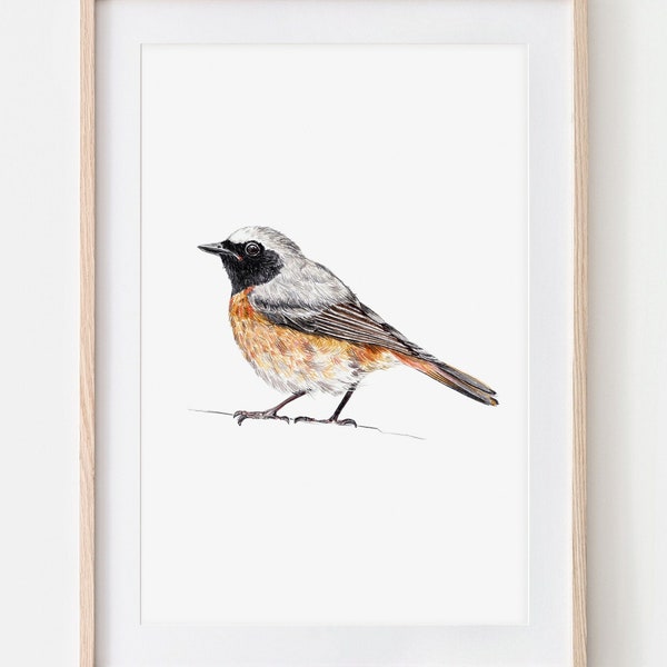 Gartenrotschwanz, Porträt Zeichnung Fine Art Print, Giclée Print, Illustration Poster Janine Sommer Tierzeichnung  Vogelzeichnung Vögel