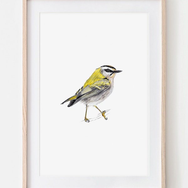 Goldhähnchen, Porträt Zeichnung Fine Art Print, Giclée Print, Illustration Poster Janine Sommer Tierzeichnung  Vogelzeichnung Vögel