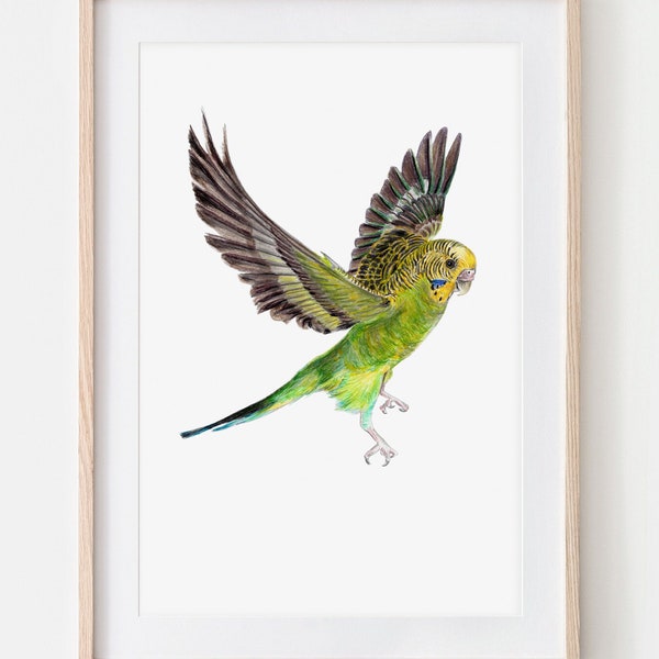 Wellensittich Porträt Zeichnung Fine Art Print, Giclée Print, Illustration Poster Janine Sommer Tierzeichnung Vogelzeichnung