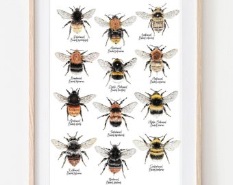 12 bumblebee species, fine art print, giclée print, bumblebee poster, bumblebee drawing, hand-drawn, insect drawing, wild bees