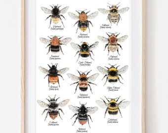 12 Hummelarten, Hummeln Zeichnung, Insekten Poster, Hummel Wandekoration, Wildbienen Kunstdruck, Biene Print, Insekten Illustration