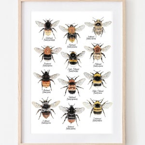 12 Hummelarten, Hummeln Zeichnung, Insekten Poster, Hummel Wandekoration, Wildbienen Kunstdruck, Biene Print, Insekten Illustration Bild 1