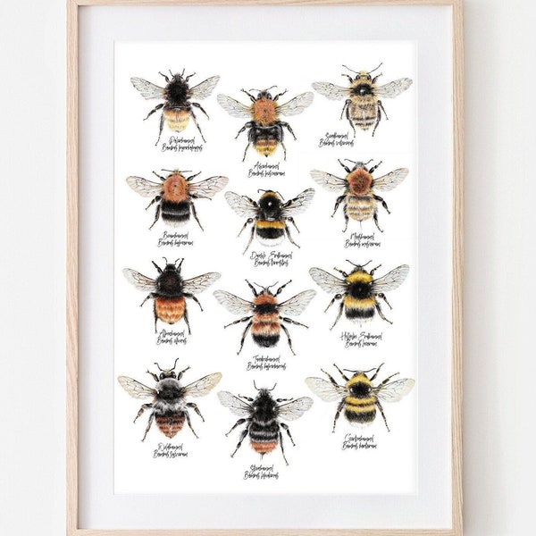 12 Hummelarten, Hummeln Zeichnung, Insekten Poster, Hummel Wandekoration, Wildbienen Kunstdruck, Biene Print, Insekten Illustration