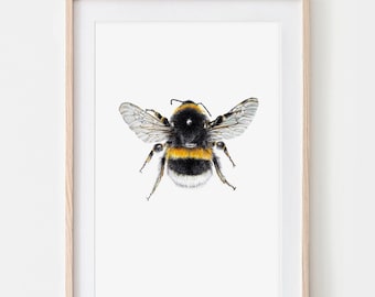 Dunkle Erdhummel 02, Hummel Zeichnung, Insekten Poster, Wildbienen Kunstdruck, Biene Print, Insekten Illustration