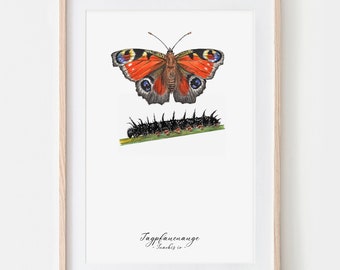 Peacock Eye Butterfly Drawing Fine Art Print, Giclée Print Illustration Poster Janine Sommer Animal Drawing Animals in the Garden