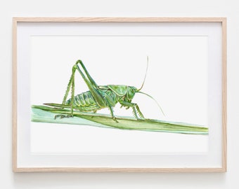 Grünes Heupferd Zeichnung Fine Art Print, Giclée Print Illustration Poster Janine Sommer Tierzeichnung Tiere im Garten