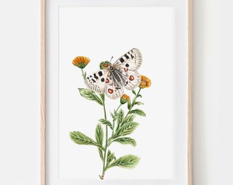 Apollofalter Schmetterling Zeichnung Fine Art Print, Giclée Print Illustration Janine Sommer