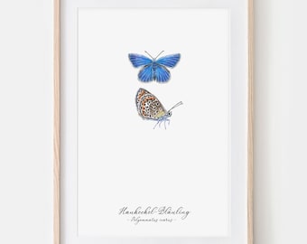 Heuchechel Bläuling Schmetterling Zeichnung Fine Art Print, Giclée Print Illustration Janine Sommer