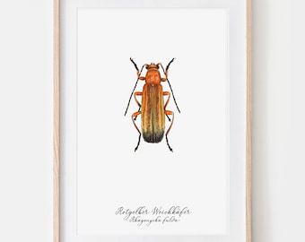 Red-yellow Soft Beetle, Drawing Poster Fine Art Print, Giclée Print Illustration