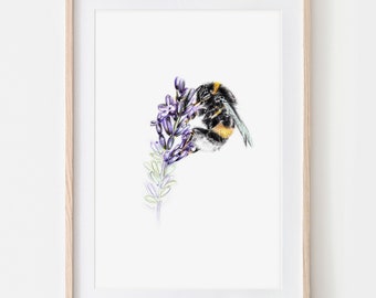 Hummel im Lavendel  Zeichnung Insekten Fine Art Print, Giclée Print Illustration Poster Janine Sommer Naturillustration