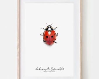 Coccinelle, Affiche de dessin Tirage d’art, Illustration d’impression Giclée