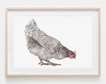 gray chicken portrait drawing fine art print, giclée print, illustration poster Janine Sommer animal drawing chicken drawing