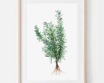 Rosemary, wild herbs, drawing poster fine art print, giclée print illustration