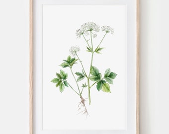 Giersch, wild herbs, drawing poster fine art print, giclée print illustration