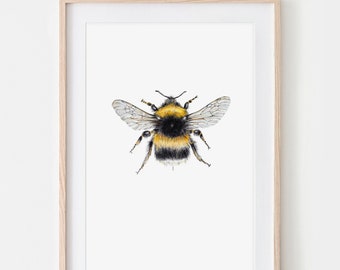 Hellgelbe Erdhummel, Hummel Zeichnung, Insekten Poster, Wildbienen Kunstdruck, Biene Print, Insekten Illustration