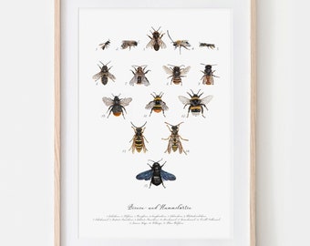 Wild bees and bumblebees, bees drawn, bumblebee poster, bee species poster, fine art print, giclée print, poster, art print, drawing