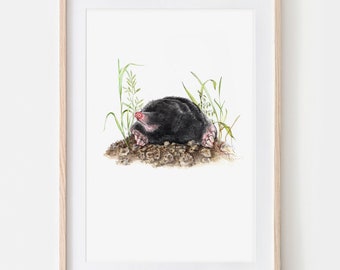 Maulwurf Zeichnung Fine Art Print, Giclée Print Illustration Poster Janine Sommer Tierzeichnung Tiere im Garten