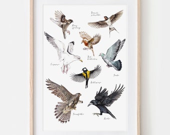 Oiseaux domestiques dessin tirage d’art, impression giclée, affiche d’illustration Janine Sommer dessin animalier affiche animalière affiche oiseau