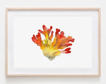 Aquarel steen koraal portret tekenen Fine Art Print, Giclée print illustratie poster Janine Sommer dierentekening zeedieren