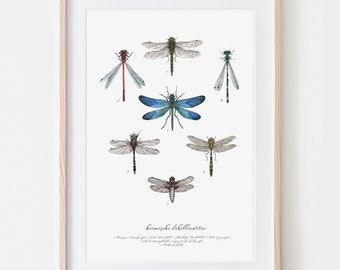 Dragonfly species, dragonflies drawn, dragonfly poster, dragonfly species poster, fine art print, giclée print, poster, art print, drawing