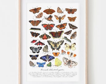 35 Schmetterlinge, Falter Zeichnung, Insekten Poster, Schmetterlingposter, Kunstdruck Tagfalter, Art Print, Insekten Illustration,