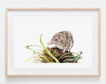 Musaraigne dessin Fine Art Print, Giclée Print Illustration affiche Janine Sommer Animal dessin animaux dans le jardin