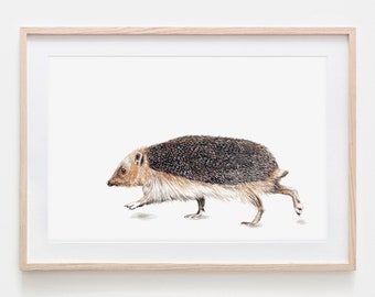 Hedgehog Drawing Fine Art Print, Giclée Print Illustration Poster Janine Sommer Animal Drawing Animals in the garden