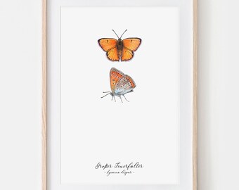 großer Feuerfalter Schmetterling Zeichnung Fine Art Print, Giclée Print Illustration Janine Sommer