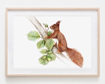 Squirrel in Walnut Drawing Fine Art Print, Giclée Print Illustration Poster Janine Sommer Animal Drawing Animals in the garden