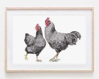 Amrocks Chickens Portrait Drawing Fine Art Print, Giclée Print, Illustration Poster Janine Sommer Animal Drawing Chicken Drawing