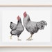 see more listings in the CHICKENS section