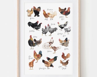 Races de poulet Fine Art Print, Giclée Print Illustration Poster Janine Sommer Dessin