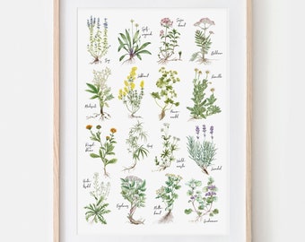 Heilkräuter Fine Art Print, Giclée Print Illustration Janine Sommer Naturillustration Kräuterposter Plflanzen Zeichnung