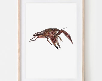 Watercolor Lobster Portrait Drawing Fine Art Print, Giclée Print Illustration Poster Janine Sommer Animal Drawing Sea Creatures