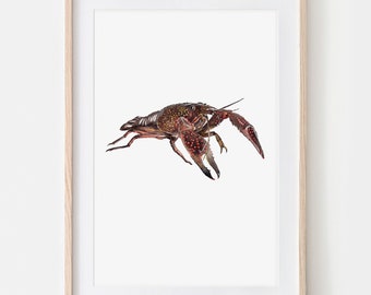 Aquarell Hummer Porträt Zeichnung Fine Art Print, Giclée Print Illustration Poster Janine Sommer Tierzeichnung Meerestiere