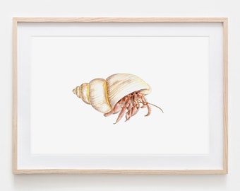 Watercolor Hermit Crab Portrait Drawing Fine Art Print, Giclée Print Illustration Poster Janine Sommer Animal Drawing Sea Creatures