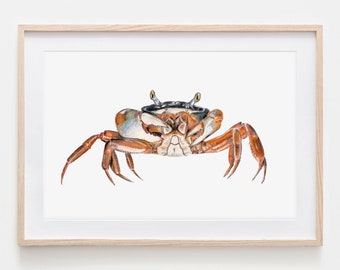 Watercolor Harlequin Crab Portrait Drawing Fine Art Print, Giclée Print Illustration Poster Janine Sommer Animal Drawing Sea Creatures