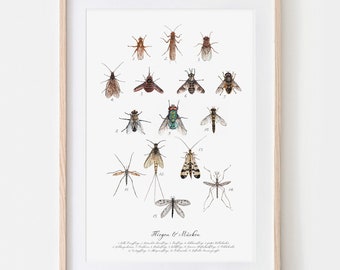 Beetles, beetle species, drawn, beetle poster, poster, fine art print, giclée print, poster, art print, drawing