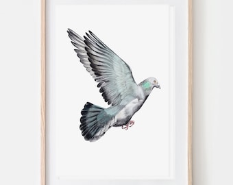 Taube  Porträt Zeichnung Fine Art Print, Giclée Print, Illustration Poster Janine Sommer Tierzeichnung  Vogelzeichnung Gartenvögel