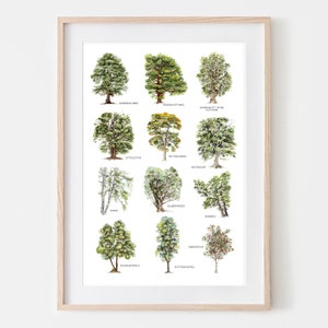 Deciduous Trees Fine Art Print, Giclée Print Illustration Janine Sommer Nature Illustration Tree Poster Plant Drawing, Botanical Poster