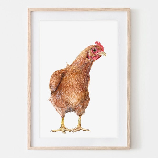 New Hampshire Hen Portrait Drawing Fine Art Print, Giclée Print, Illustration Poster Janine Sommer Animal Drawing Chicken Drawing